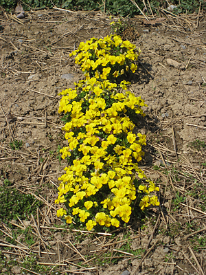 pansy mulched